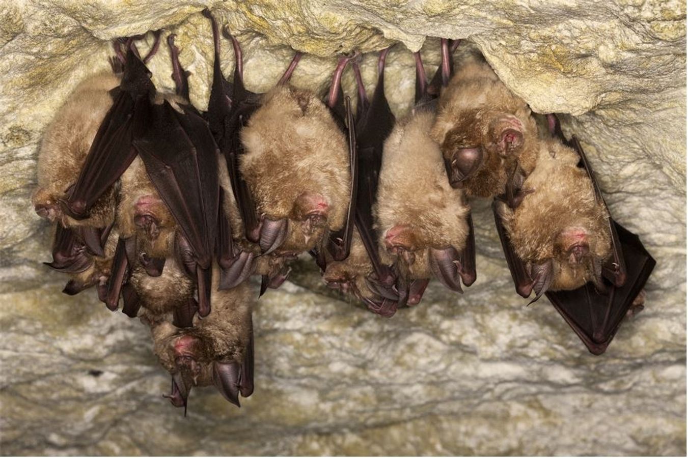 🦇 Migration secrètes la pipistrelle de Nathusius (documentaire)