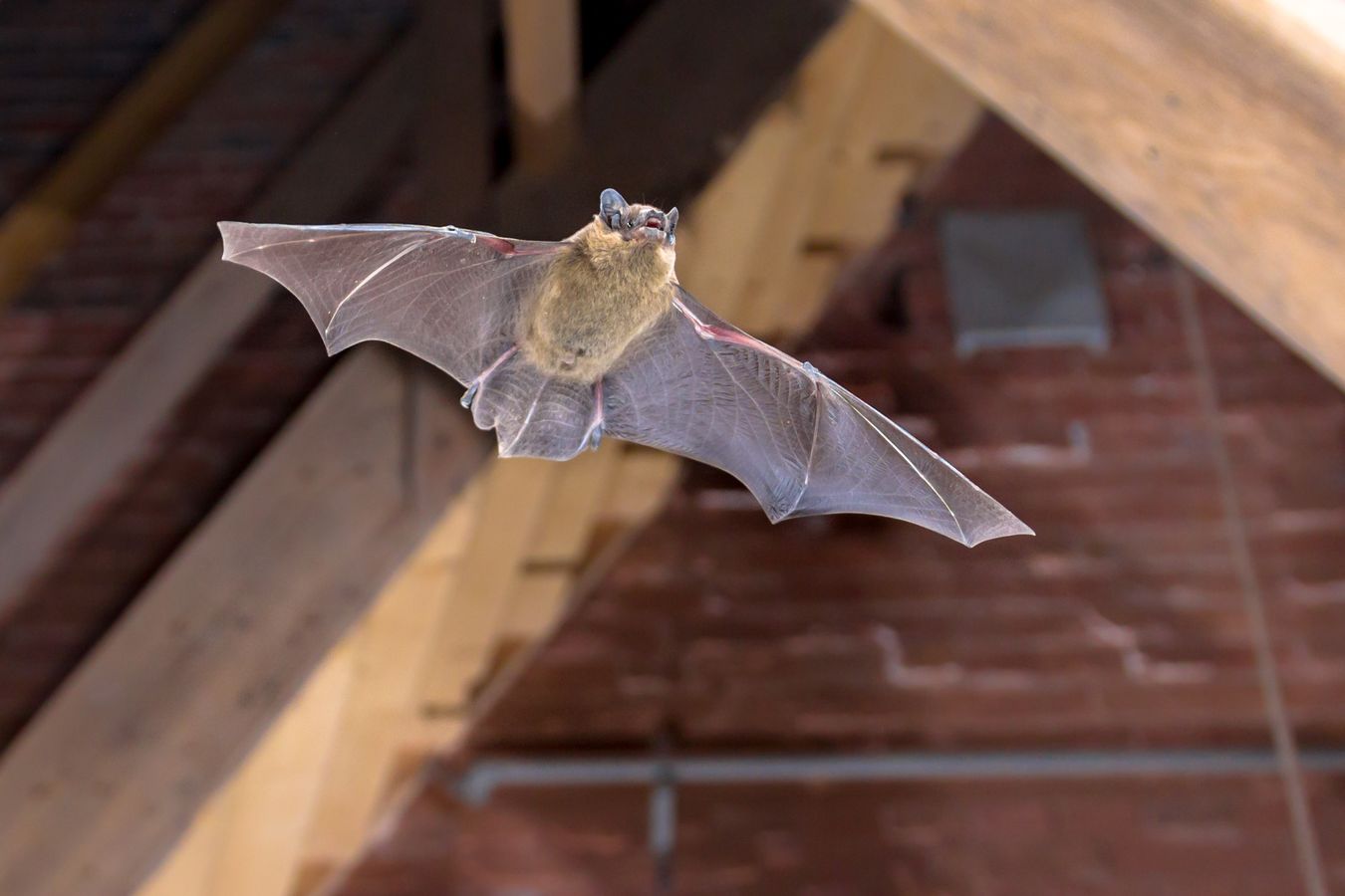 🦇 Intégrer la biodiversité dans les projets de rénovation énergétique