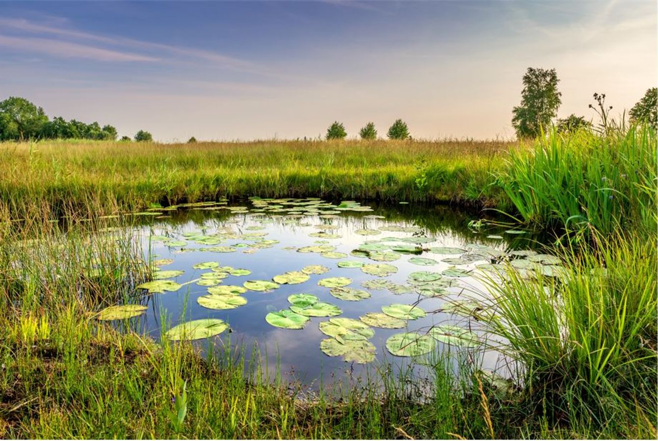 Freins et leviers à la mise en oeuvre de solutions d'adaptation fondées sur la nature sur les territoires français