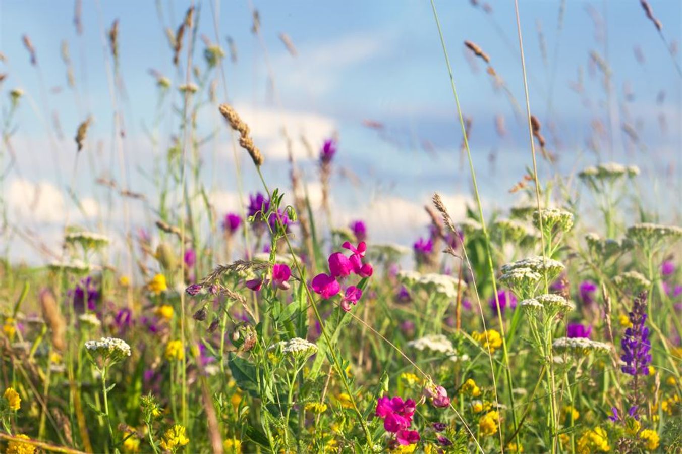 Planter et semer local : le végétal s’enracine dans toute sa biodiversité