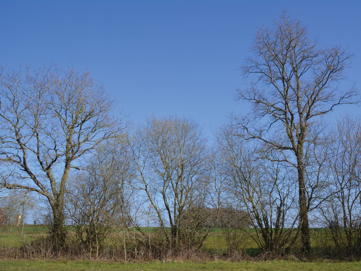 Haies et bocage : des alliés majeurs pour l’eau et la biodiversité - CH5 - #CGLE 2022