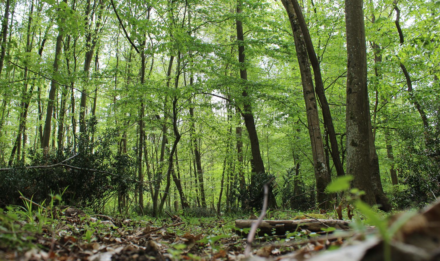 [Reportage] Suivez-nous à la découverte de la forêt de Fontainebleau 