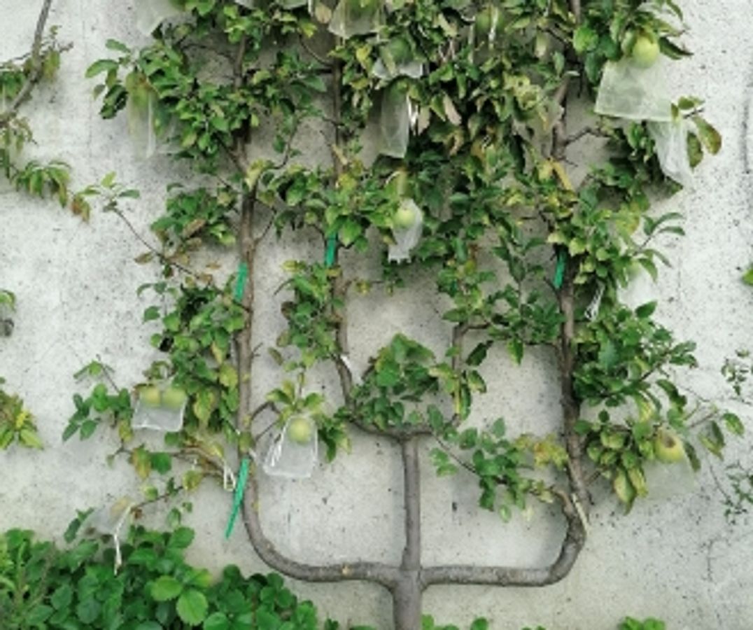 Plantation d’arbres fruitiers dans les espaces verts : REX de la Ville d'Alès (30)