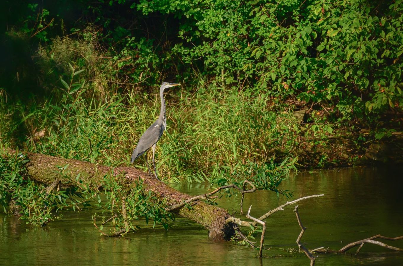 Comment assurer un bon entretien des berges ?