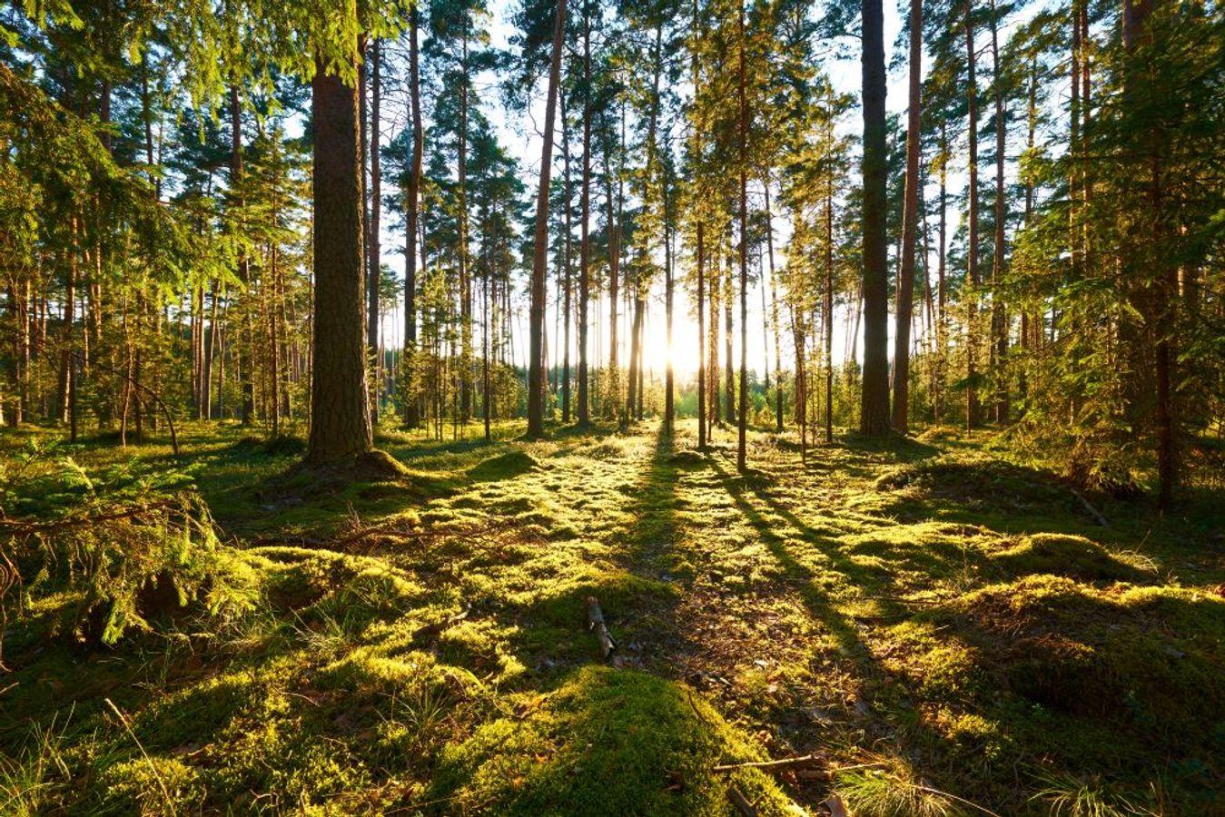 ECAIR sans périmètre en Haute-Marne : utiliser les échanges amiables pour une meilleure gestion des forêts