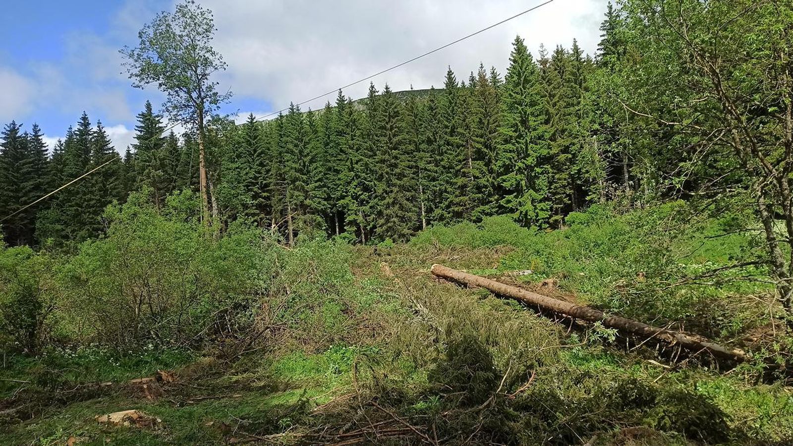 Compensation écologique en forêt communale - Exemple de Restauration d'une zone humide à Saint Nectaire