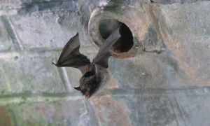 🦇 Gestion des ouvrages d’art et protection des chauves-souris