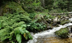 La gestion écologique des ripisylves