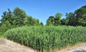 Exploitation et entretien des filtres plantés de roseaux