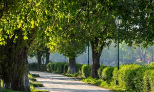 10 actions concrètes pour la protection de l'arbre en ville à travers la modification du PLU. Retour d'expérience de Vannes