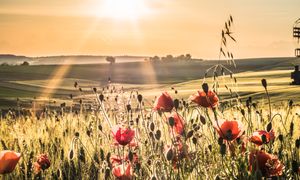 Faire émerger et conforter les pratiques agroécologiques favorables à la biodiversité