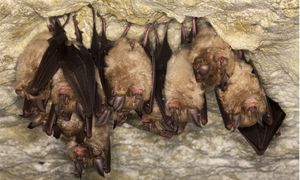 🦇 Migration secrètes la pipistrelle de Nathusius (documentaire)