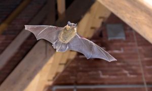 🦇 Intégrer la biodiversité dans les projets de rénovation énergétique