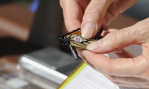 Intérêt des sciences participatives pour initier des changements de pratiques à l'échelle local, exemple de l'OAB