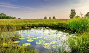 Freins et leviers à la mise en oeuvre de solutions d'adaptation fondées sur la nature sur les territoires français