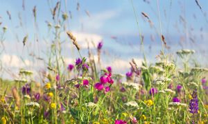 Planter et semer local : le végétal s’enracine dans toute sa biodiversité