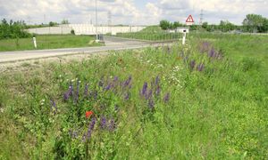 Gestion expérimentale des bords de routes en faveur de la biodiversité