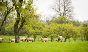 Réintroduction des arbres dans les systèmes agricoles : un levier agro-écologique incontournable