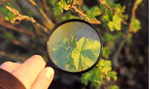 Quelle est la situation de la biodiversité en France ? Les réponses de l’Observatoire national de la biodiversité