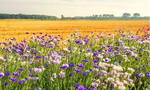 Importance des bords de champs pour la biodiversité : approche territoriale et paysagère