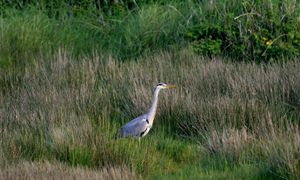 Concilier le maintien de l'agriculture et la préservation de la biodiversité, exemple des milieux humides