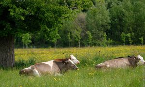 Le Concours Général Agricole des Pratiques Agro-écologiques : valoriser les pratiques agricoles qui s'appuient sur la biodiversité pour une agriculture de qualité dans vos territoires