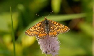 Plans nationaux d’actions Papillons de jour et Libellules : comment animer un territoire pour la préservation des fonctionnalités écologiques des prairies et zones humides au travers d’une approche espèces patrimoniales ? 