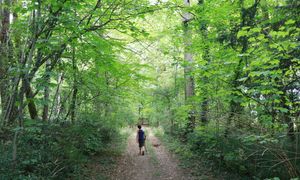 Biodiversité et ONF : au-delà des missions régaliennes (à distance)