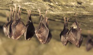 🦇 Faune et bâti : œuvrer ensemble à la bonne prise en compte des chauves-souris