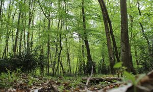 [Reportage] Suivez-nous à la découverte de la forêt de Fontainebleau 