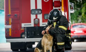 Retour d'expérience sur le quotidien des vétérinaires sapeurs-pompiers et des chiens de détection