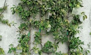 Plantation d’arbres fruitiers dans les espaces verts : REX de la Ville d'Alès (30)