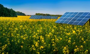 Agrivoltaisme : pourquoi et comment associer activités agricoles et panneaux solaires ?