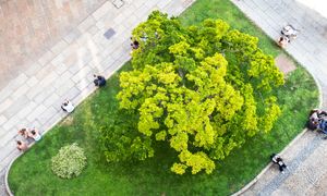 Adapter la ville au réchauffement climatique : l'exemple d'Echirolles à travers la transformation de la cour et des abords de l'école Marcel David en îlot de fraîcheur urbain