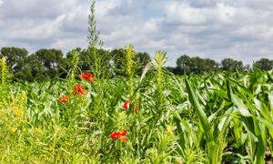 Quelles pratiques agricoles pour préserver la biodiversité des sols ?