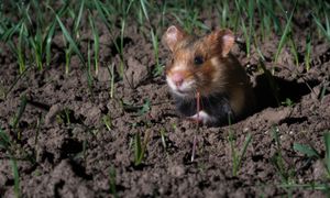 #ANB2022 Allier protection des espèces et développement de filières : l'exemple du Grand Hamster d'Alsace