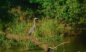 Comment assurer un bon entretien des berges ?