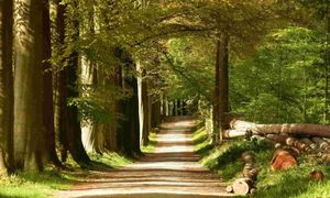 L'encadrement des abattages d'arbres d'alignement après la loi 3DS