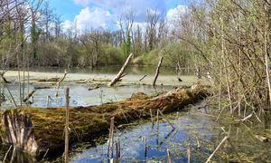 Les Solutions d'Adaptation Fondées sur la Nature en zones humides