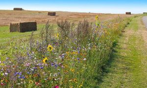 Comment accompagner les agriculteurs pour étendre les infrastructures agro-écologiques (IAE) 🌿 #ANB2023