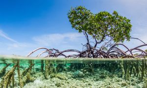 Bon état des milieux aquatiques : comment suivre des indicateurs mal ou pas définis ?