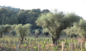 Les systèmes alimentaires et agricoles face au changement climatique