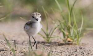 Méthode de suivi d'une population de Gravelot à collier interrompu, l'exemple de la Bretagne.