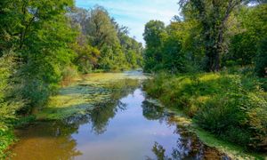 Comment préserver les ripisylves dans un contexte de changement climatique ?