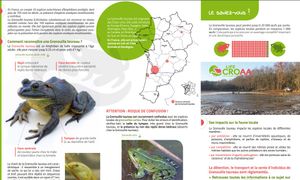 Lutte réussie contre la prolifération de la grenouille taureau : retex du SEBB et du CDPNE