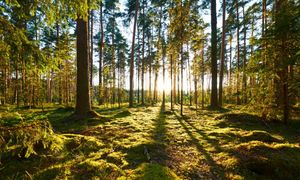 ECAIR sans périmètre en Haute-Marne : utiliser les échanges amiables pour une meilleure gestion des forêts