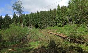Restauration d'une zone humide via la compensation écologique en forêt communale - Exemple de Saint Nectaire