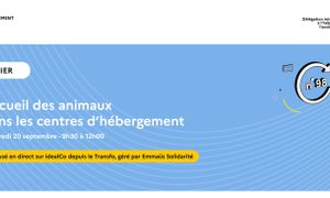 98e Atelier de la Dihal : Accueil des animaux dans les centres d’hébergement, les accueils de jour et résidences sociales