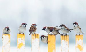 [Temps d'échanges] Comment gérez-vous vos espaces verts en hiver ?